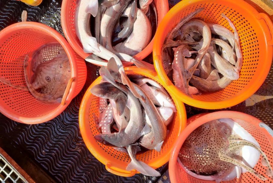 Survey report for the 2025 Fair Isle inshore fish survey